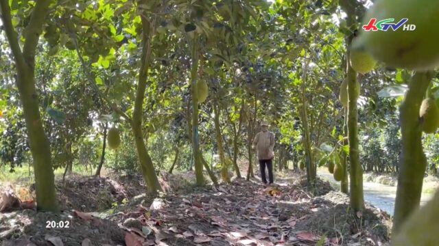 Thịt… nhưng không phải thịt - Truyền hình Hậu Giang