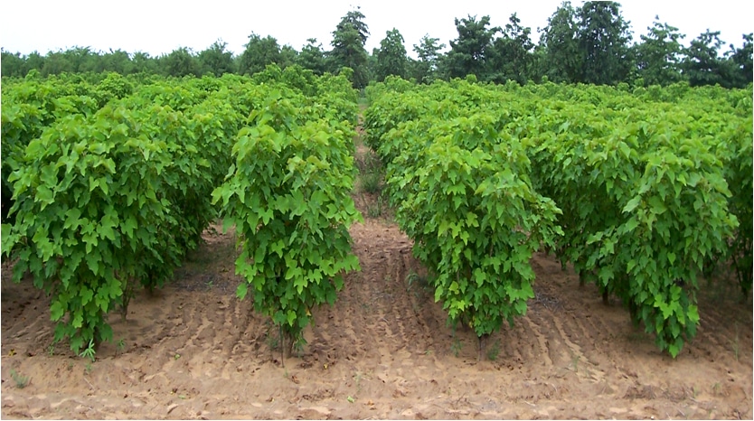 Jatropha carcus – A natural solution for pollution and Resilient livelihoods
